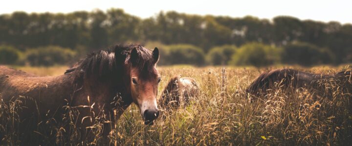 Title: “Exploring the Benefits and Safety of CBD as a Natural Supplement for Equine Health”